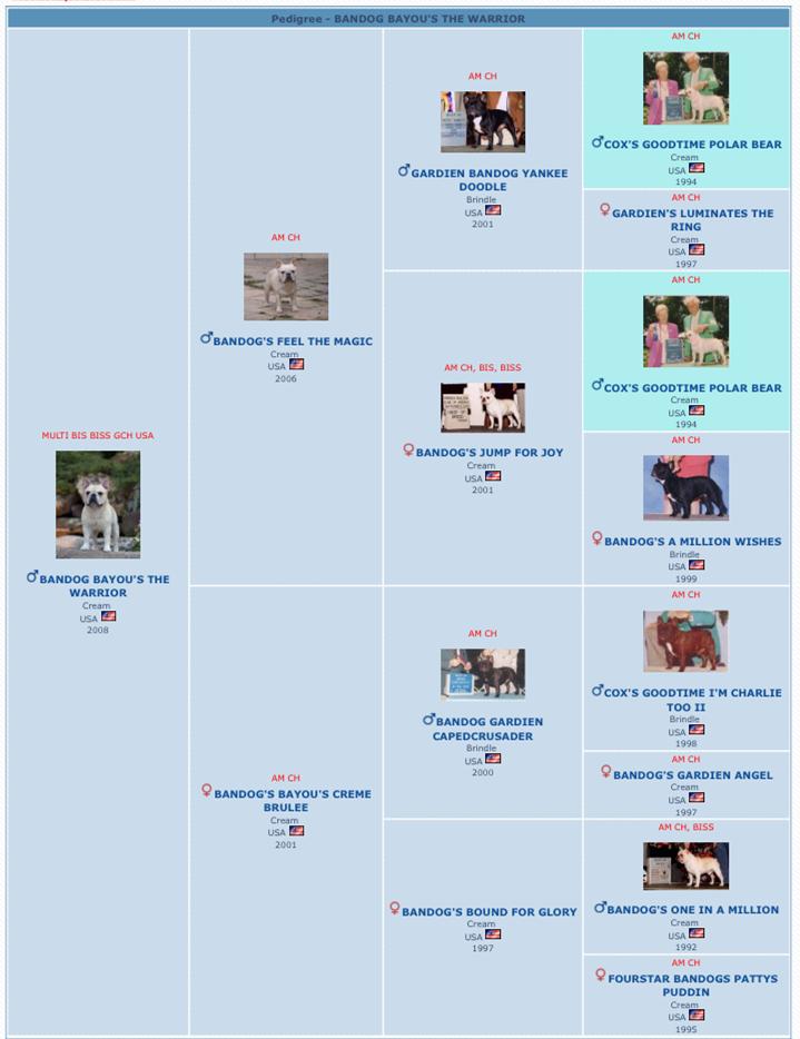 美国akc犬品种大全,法国斗牛犬详情介绍大全