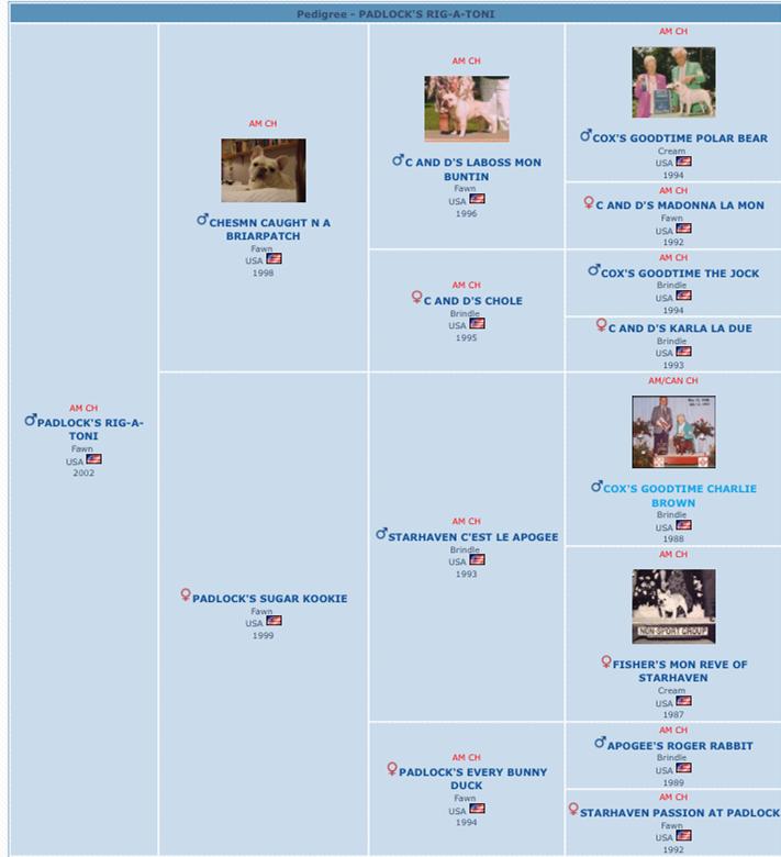 美国akc犬品种大全,法国斗牛犬详情介绍大全