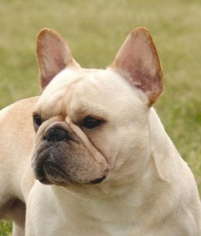 美国akc犬品种大全,法国斗牛犬详情介绍大全