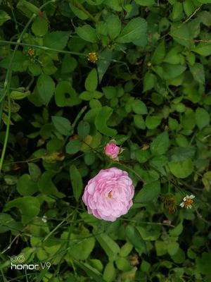 荣耀v9录像不清晰,华为手机荣耀v9支持无线快充吗