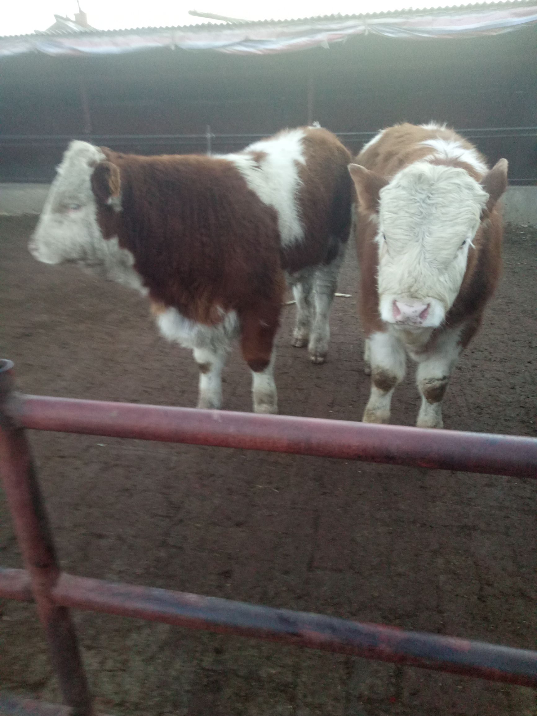 牛的常见病及养殖技术,牛的常见病中药治疗法