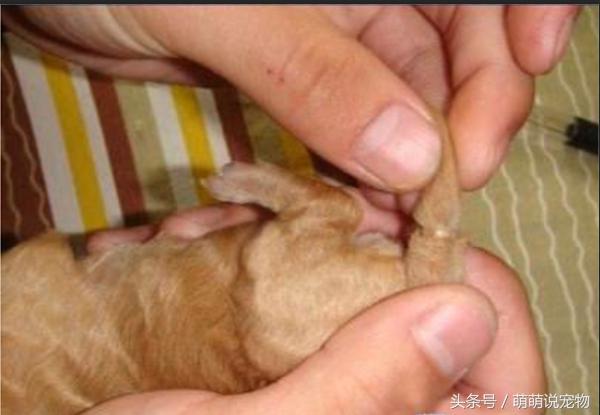 泰迪和贵宾和比熊,断尾泰迪与没有断尾为什么那么贵