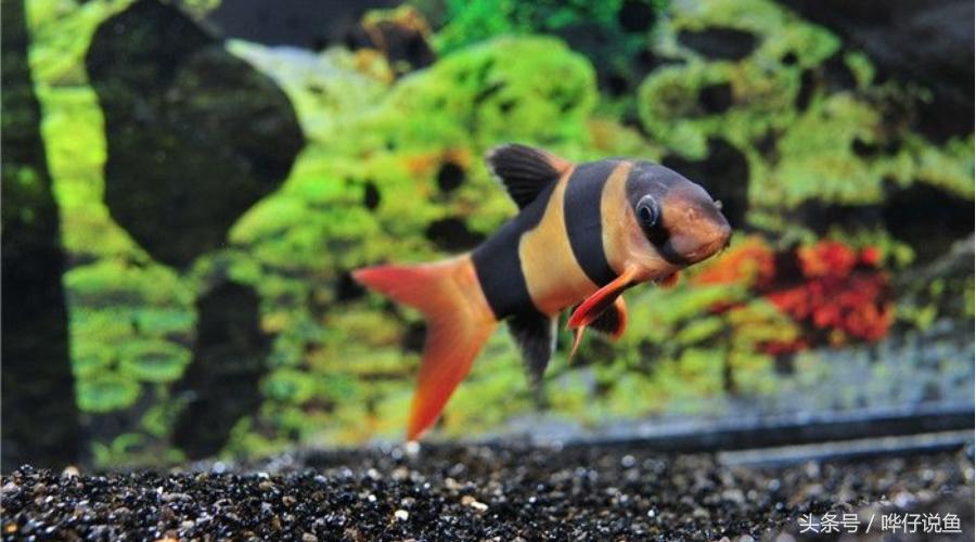 不装死，你会死吗——解密我的萌宠三间鼠鱼