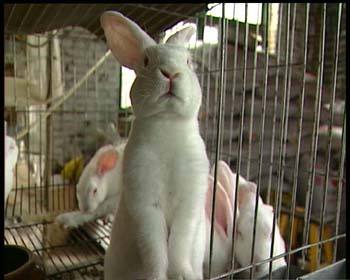 发酵床对兔子有用吗,发酵床养殖兔子可行