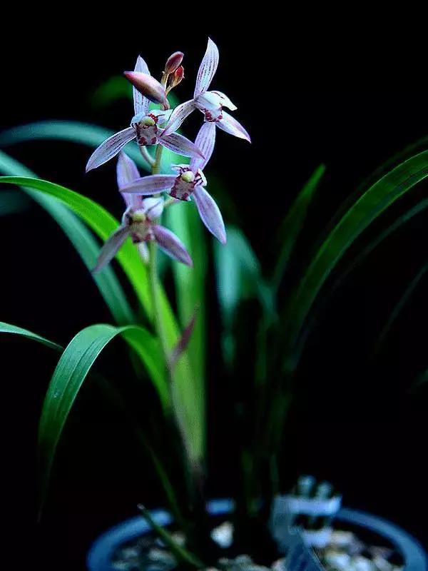 兰花到底美在哪里为什么那么贵,兰花之美只有中国人最懂