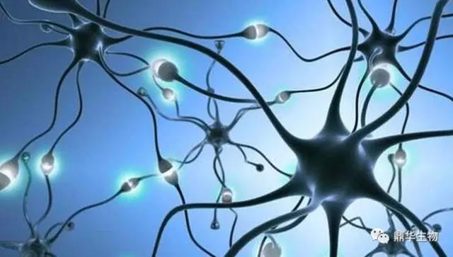 干细胞创新发明,走进神奇的干细胞移植