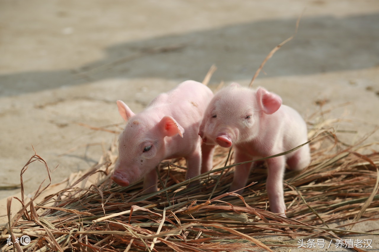 母猪难产死胎掏不动,母猪难产掏不出来该怎么办
