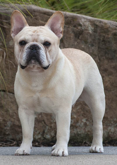美国akc犬品种大全,法国斗牛犬详情介绍大全