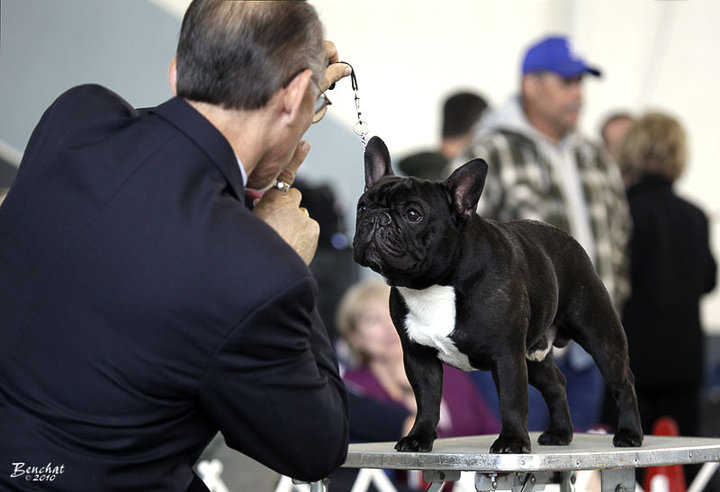 美国akc犬品种大全,法国斗牛犬详情介绍大全