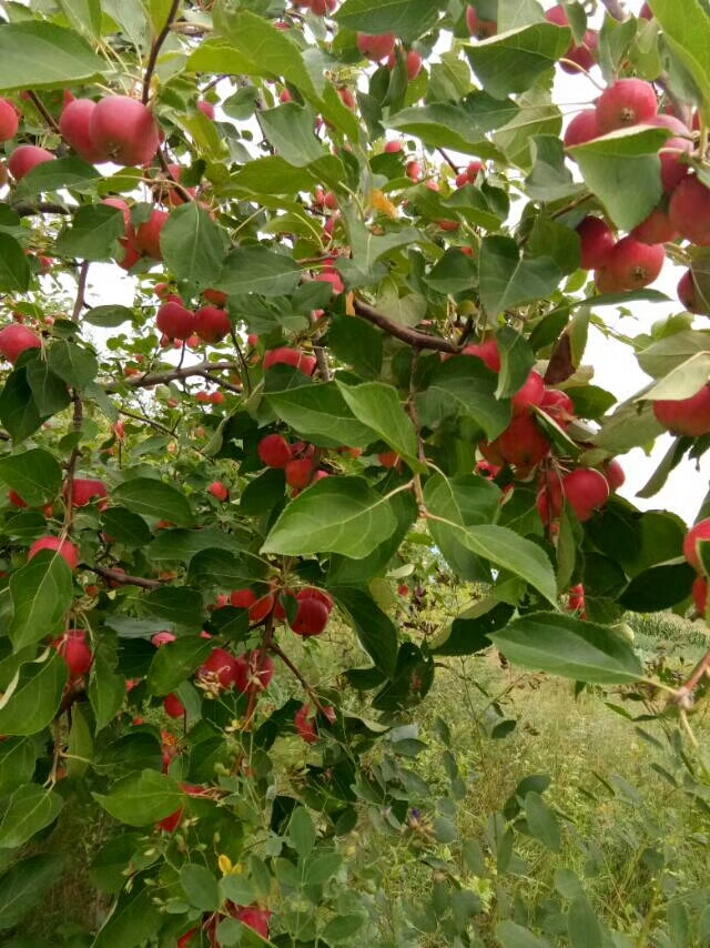 没有榨汁机可以用什么做喝的,要怎么样不用榨汁机就能喝到果汁