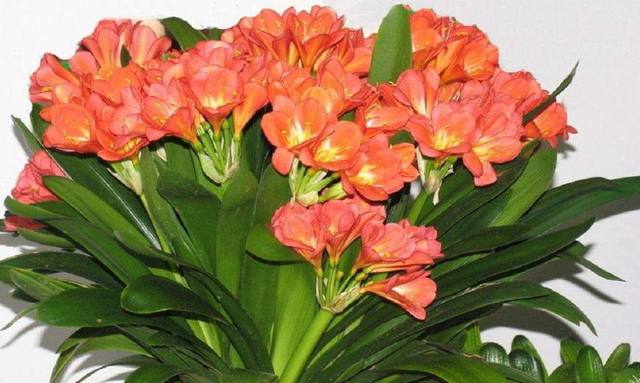 君子兰挖掉生长点,不小心把君子兰的根剪短了怎么办