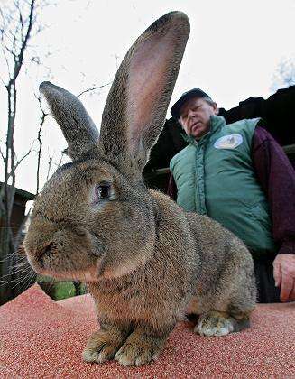 发酵床对兔子有用吗,发酵床养殖兔子可行