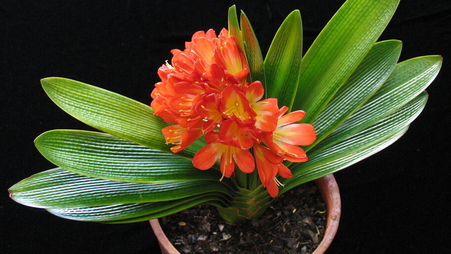 君子兰的养殖方法怎么养才茂盛,开花君子兰的养殖方法和注意事项