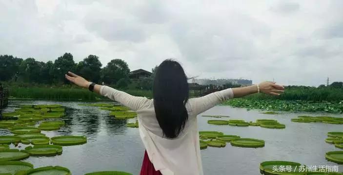 黄桥滨河家园,黄桥景观绿化