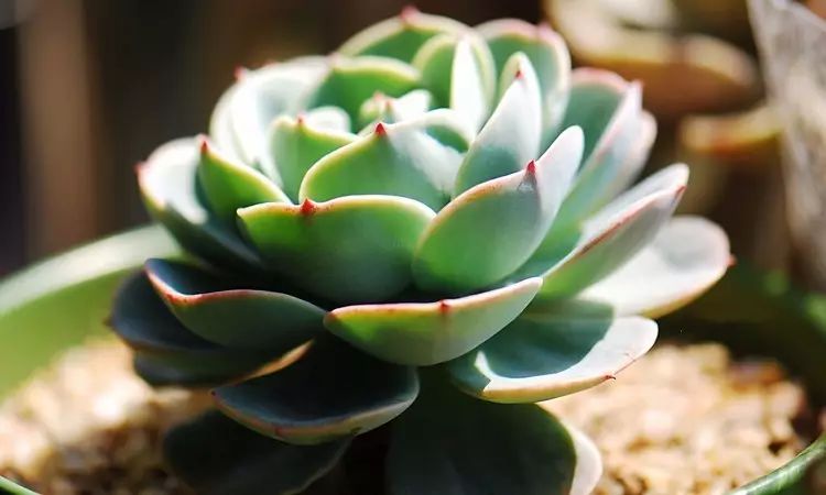 秋天如何养护玉蝶多肉,多肉玉蝶的养护