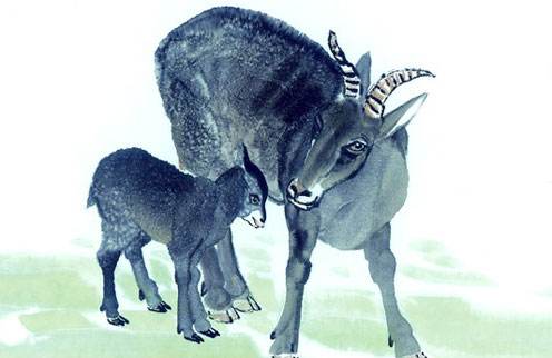 属羊人最聪明的生肖羊,属羊的最佳婚配属相表大全