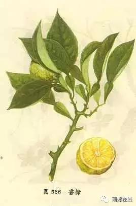 香橼果怎么闻香,香橼可以闻香吗