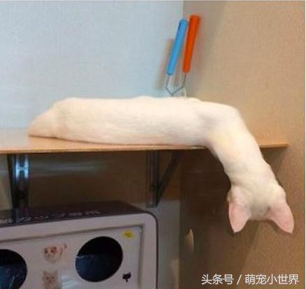 喵星人是固体的还是液体的,喵星人都是什么样子的