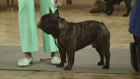 美国akc犬品种大全,法国斗牛犬详情介绍大全