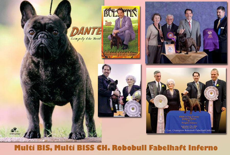 美国akc犬品种大全,法国斗牛犬详情介绍大全