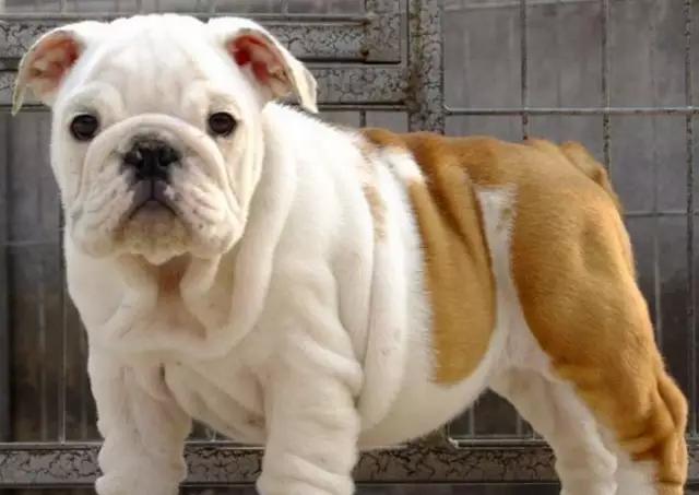 带你了解宠物真实价格,盘点十大宠物的真实价格