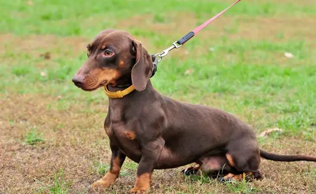 带你了解宠物真实价格,盘点十大宠物的真实价格