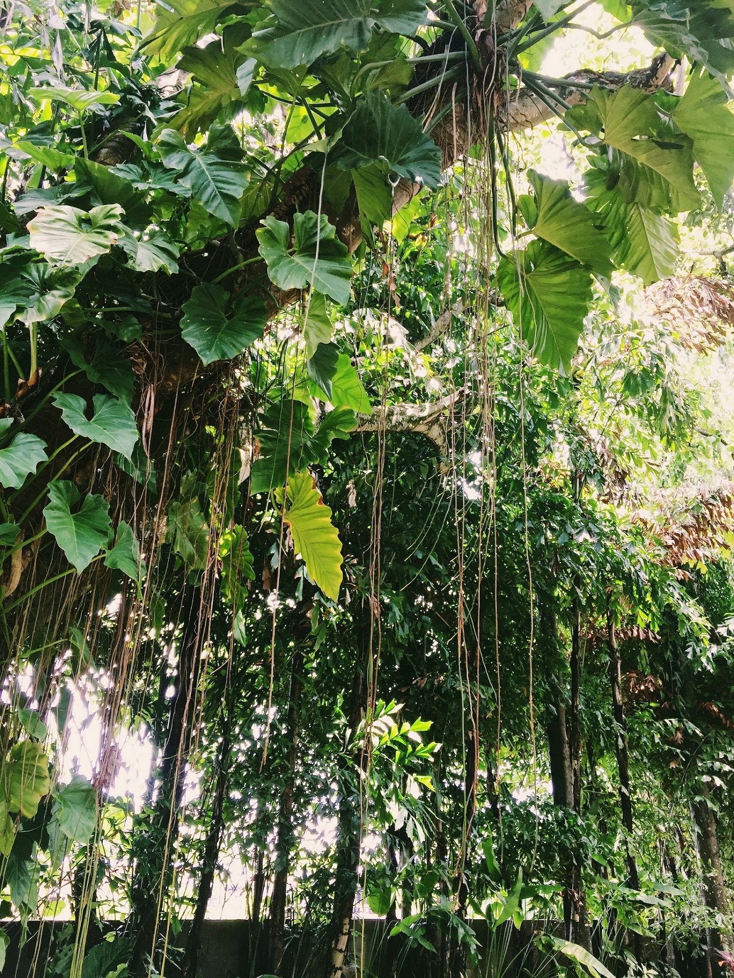 十一月份普吉岛,十一假期去泰国