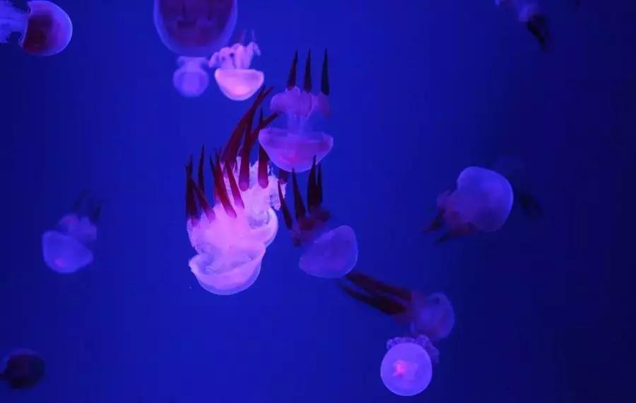 国庆节成都五日游攻略,元旦成都出发两天一夜旅游攻略