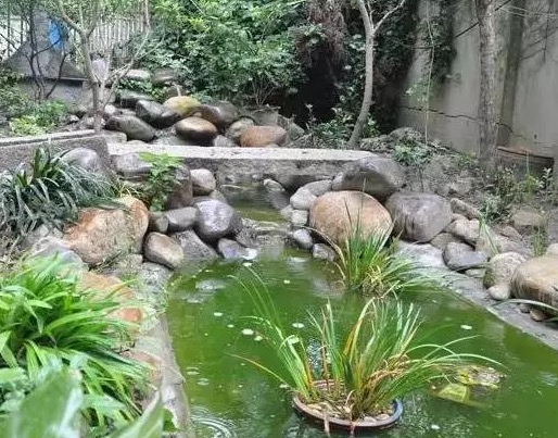 不养龟怎么知道养龟人的乐趣,你没养过狗永远不知道养狗的快乐