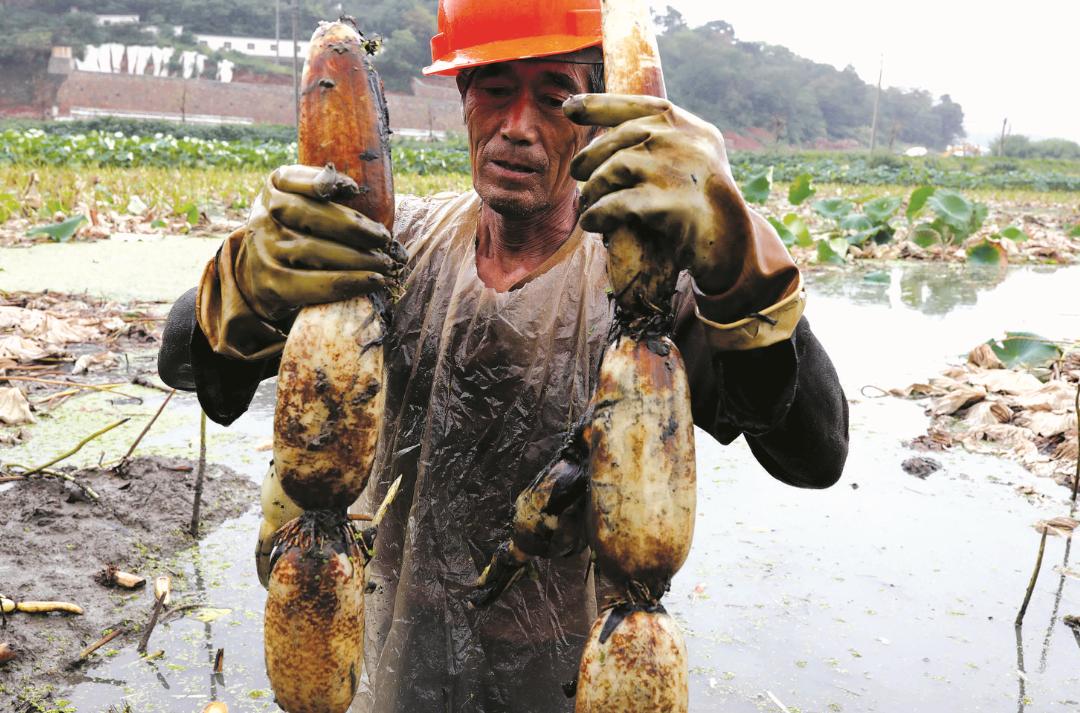 双塘雪藕不足十亩太湖百合仅剩十颗记忆中的湖州“土”产去哪了?