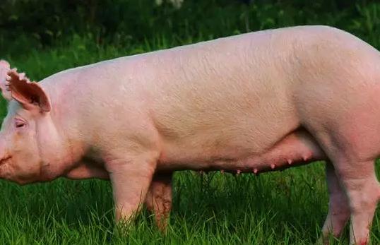 母猪尿路感染的治疗方法,母猪宫内炎症怎么治疗