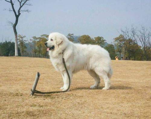 乾通名犬俱乐部大白熊,大白熊是不是名犬