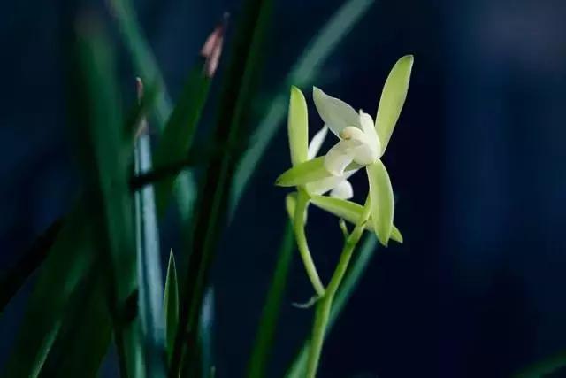 兰花到底美在哪里为什么那么贵,兰花之美只有中国人最懂