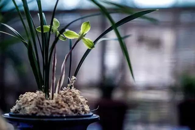 兰花到底美在哪里为什么那么贵,兰花之美只有中国人最懂