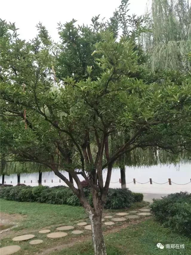 香橼果怎么闻香,香橼可以闻香吗