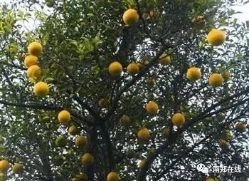 香橼果怎么闻香,香橼可以闻香吗