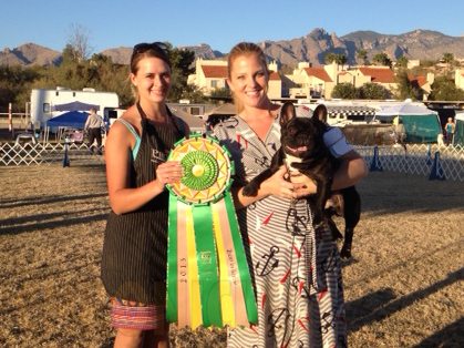 美国akc犬品种大全,法国斗牛犬详情介绍大全