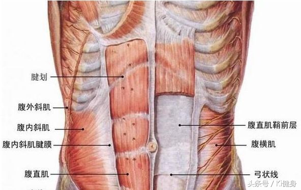 腹直肌上部分离,腹直肌及腹直肌分离