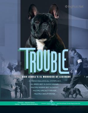 美国akc犬品种大全,法国斗牛犬详情介绍大全