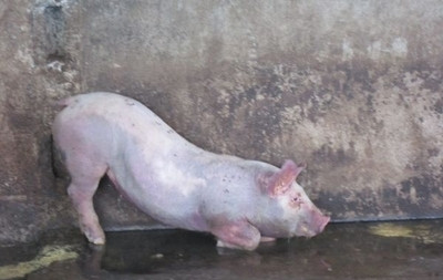 猪突然倒地呼吸困难死亡,中猪突然倒地的原因
