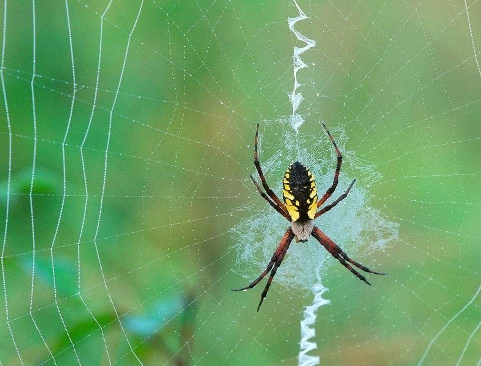 蜘蛛侠英雄归来蜘蛛侠穿蜘蛛侠战衣,蜘蛛侠英雄归来解析