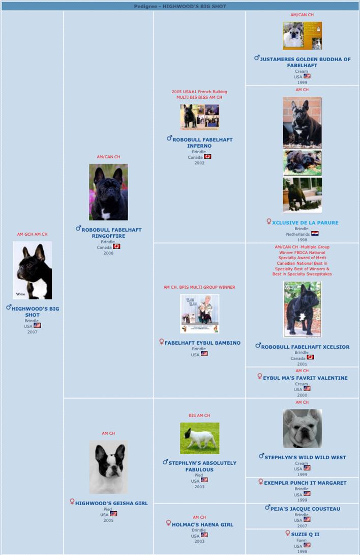 美国akc犬品种大全,法国斗牛犬详情介绍大全
