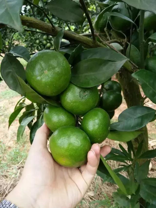 江西电商扶贫成功案例,90后农村姑娘电商创业