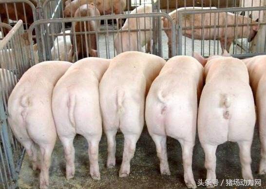 母猪卵巢囊肿,母猪卵巢囊肿疾病预防