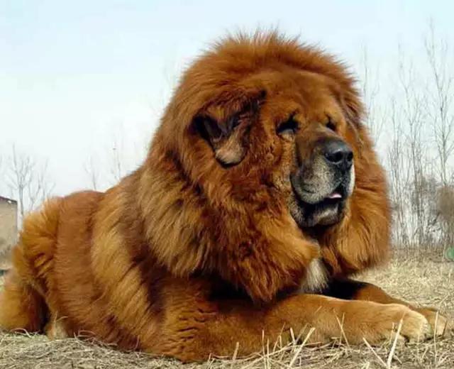 带你了解宠物真实价格,盘点十大宠物的真实价格