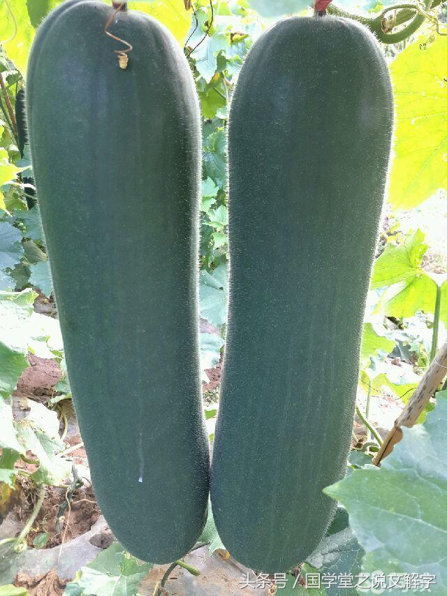 冬瓜南瓜西瓜苦瓜哪个不是一类的,冬瓜南瓜西瓜还有个北瓜哪去了