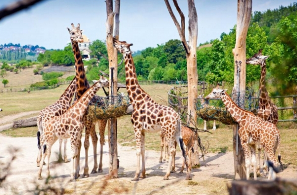 释放孩子天性真的好吗,释放孩子压力