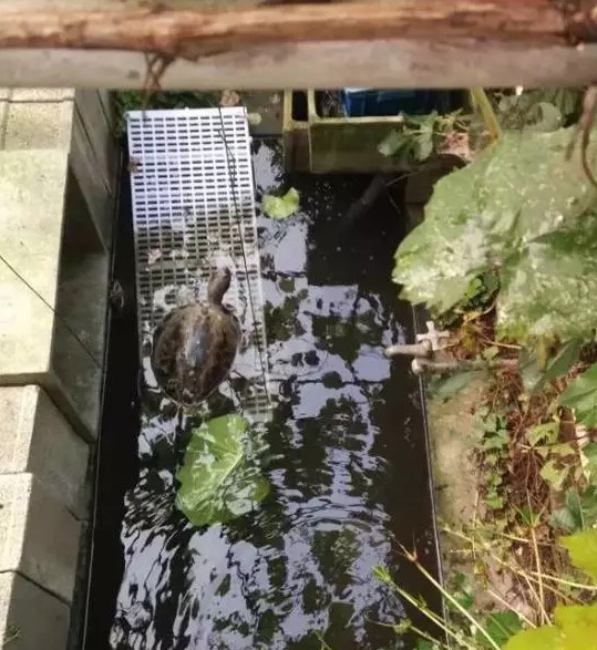 不养龟怎么知道养龟人的乐趣,你没养过狗永远不知道养狗的快乐