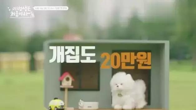 达子的春天韩剧国语版40集,达子的春天国语版全集下载