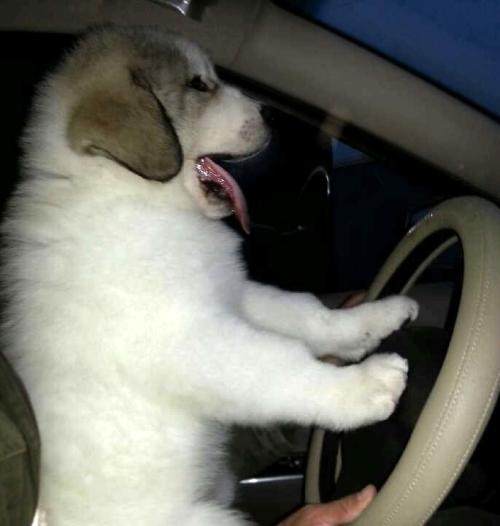 乾通名犬俱乐部大白熊,大白熊是不是名犬